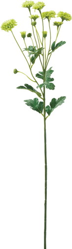 スプレーマム【グリーン】の画像