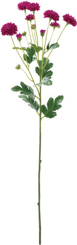 スプレーマム【ラベンダー】の画像