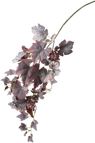 グレープベリーバイン【バーガンディー】の画像