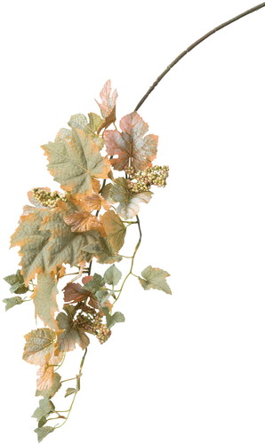 グレープベリーバイン【オレンジ】の画像