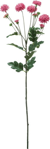 スプレーマム【モーブ】の画像