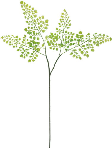 アジアンタムスプレー【グリーン】の画像