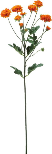 スプレーマム【オレンジ】の画像