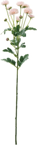 スプレーマム【サーモン】の画像