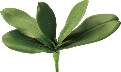 コチョウランリーフ L【グリーン】の画像