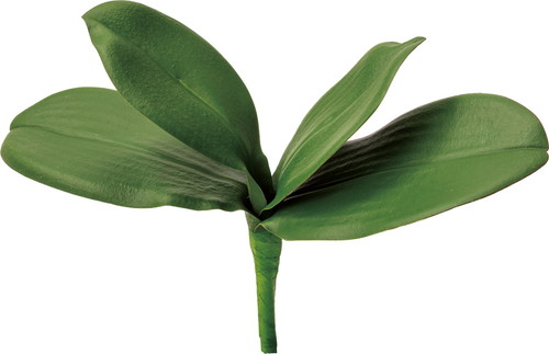 コチョウランリーフ M【グリーン】の画像