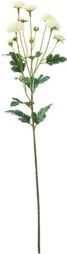 スプレーマム【ホワイト】の画像