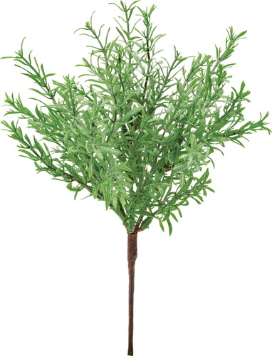 ローズマリーブッシュ【グレーグリーン】の画像