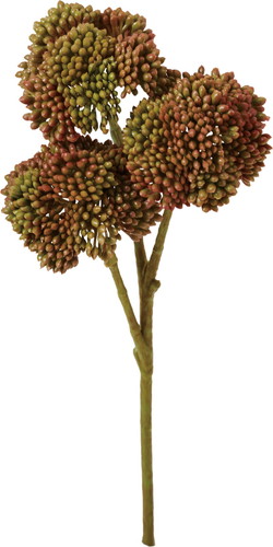 オランダセダムピック【バーガンディー】の画像