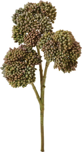 オランダセダムピック【グリーンパープル】の画像