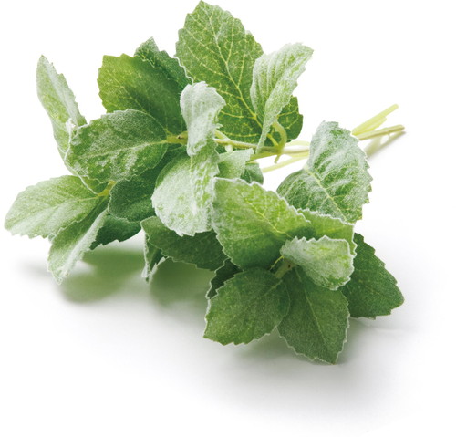 プリミント【グリーン】の画像