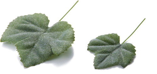 グレープアイビー 24P【グリーン】の画像