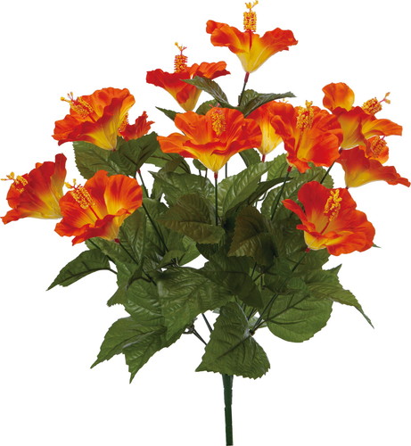 ハイビスカスブッシュ【オレンジ】の画像