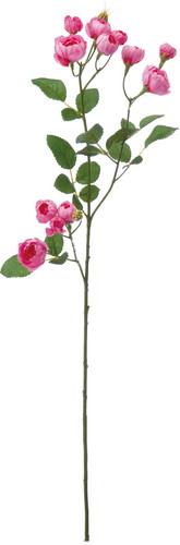 イブリンローズスプレー【ビューティー】の画像