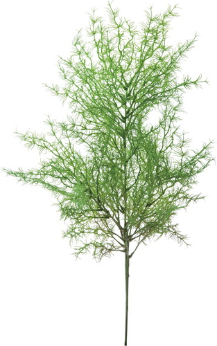 アスパラブッシュ【グリーン】の画像