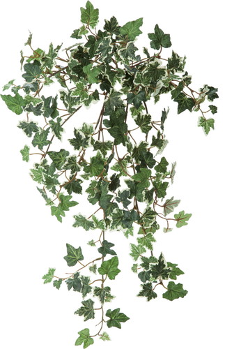 アイビーゴールデンハンギングブッシュ【ツートングリーン】の画像