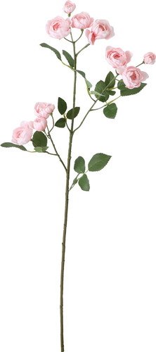 イブリンローズスプレー【ピンク】の画像