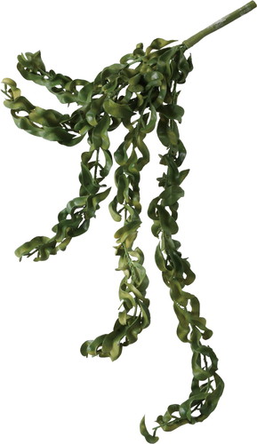 エスキナンサスハンガー【グリーン】の画像