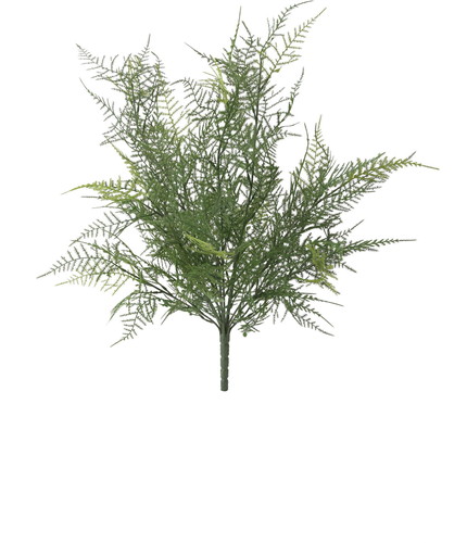 アスパラガスブッシュ【グリーン】の画像