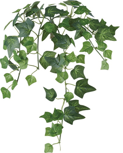 イングリッシュアイビーバインS【グリーン】の画像