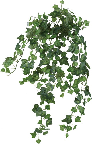 イングリッシュアイビーブッシュL【グリーン】の画像