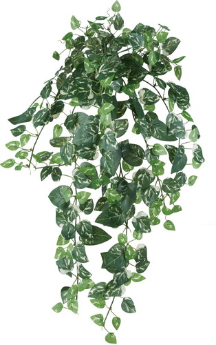 ポトスブッシュL【グリーン】の画像