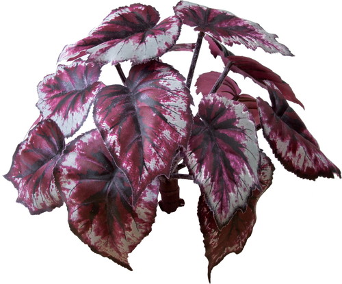 ロックプランツ ベコニアの画像