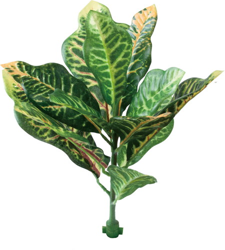 ロックプランツ クロトンの画像