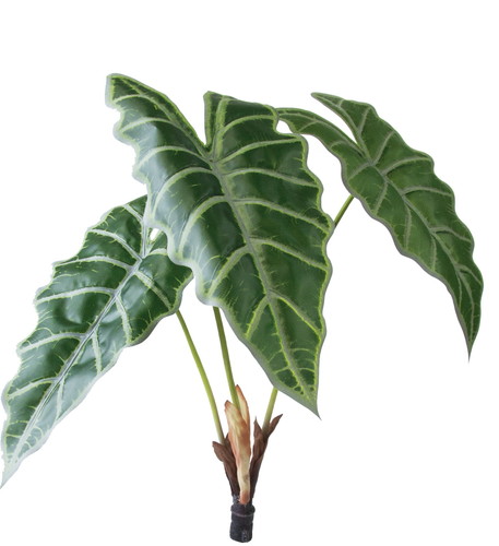 ロックプランツ アロカシアの画像