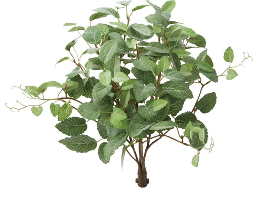 ロックプランツ フィットニアの画像