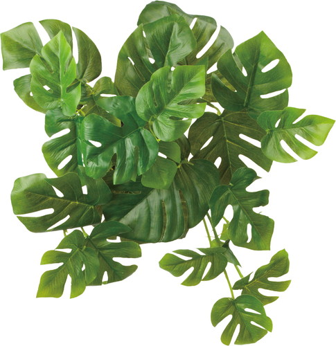 ロックプランツ ヒメモンステラの画像