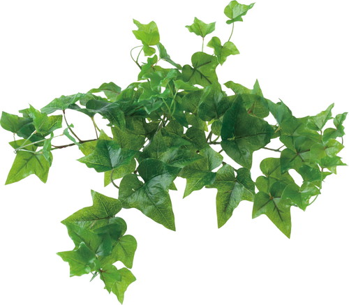 ロックプランツ アイビーS GRの画像