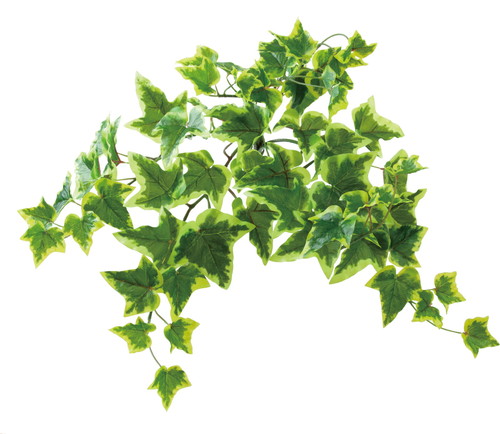 ロックプランツ アイビーS Y/Gの画像