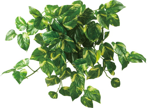 ロックプランツ ポトスL GRの画像