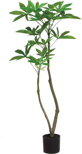 120cmパキラポット【グリーン】の画像