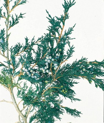 マウンテンジュニパー グリーン【グリーン】の画像