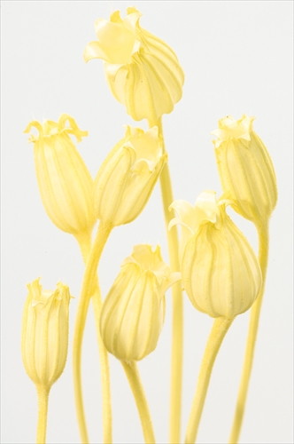 フローレンティナ イエロー【イエロー】の画像