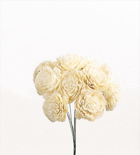 ソーラーローズ 大 白【白】の画像