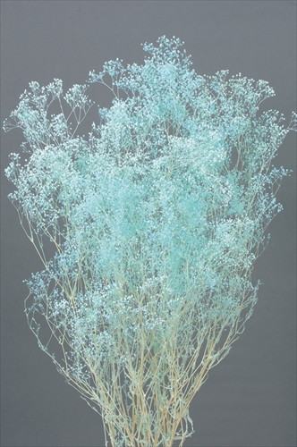 ミニカスミ草 ブルー【ブルー】の画像