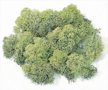 アイスランドモス 小袋 グリーン【グリーン】の画像