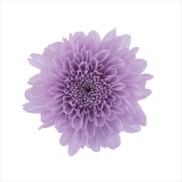 小菊 スウィートライラック【スウィートライラック】の画像