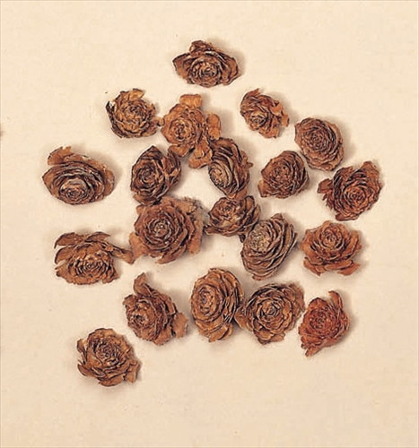 シダローズヘッド N【N】の画像