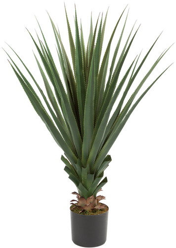 アガベ125cmの画像