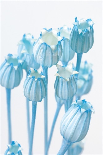 フローレンティナ ブルー【ブルー】の画像