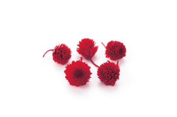 千日紅・プリザーブド・ヘッド レッド【レッド】の画像