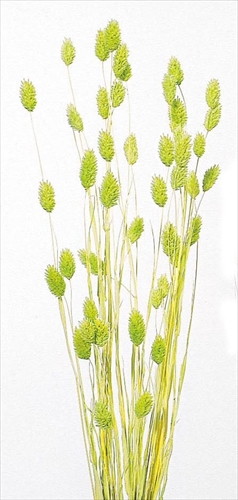 ポアプランツ マスカットグリーン【マスカットグリーン】の画像