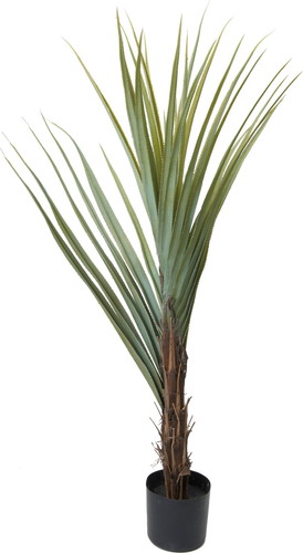 160cmアガベテナータの画像