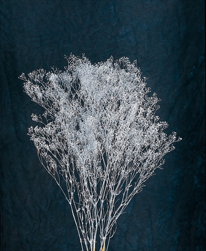 スーパーソフトミニカスミ草 シルバー【シルバー】の画像