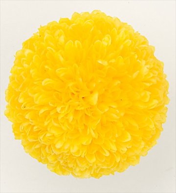 ポンポン菊・ミディ イエロー【イエロー】の画像