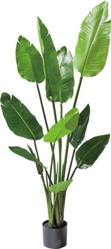 120cmオーガスタ【グリーン】の画像